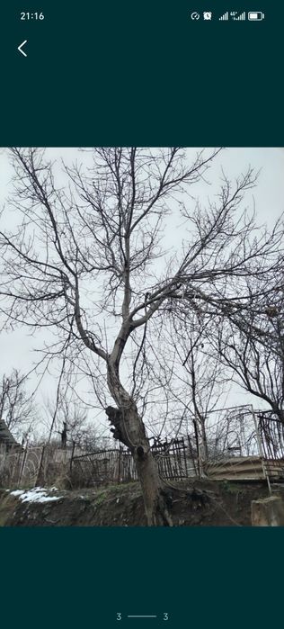 Йонгок дарахт сотилади чирчик