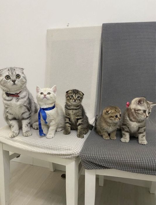 Продаются шотландские котята