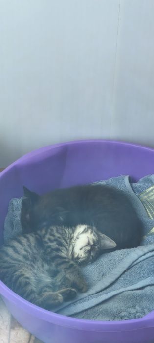 Отдам котика в добрые руки