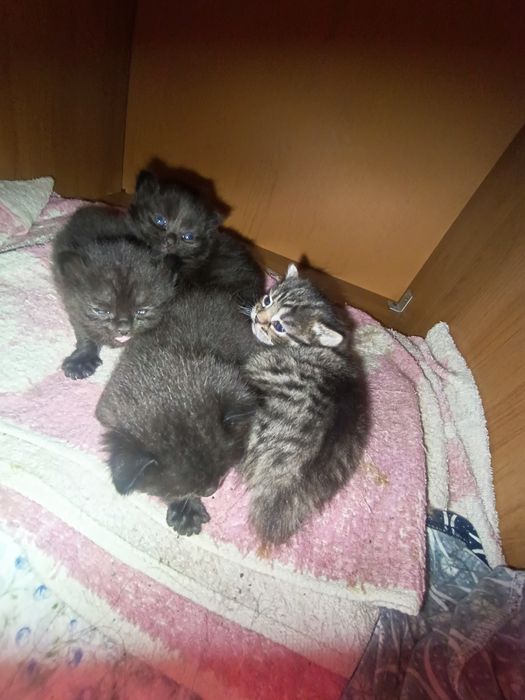 Отдам котят в добрые руки.