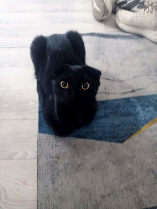 Отдаем кота шотландской породы