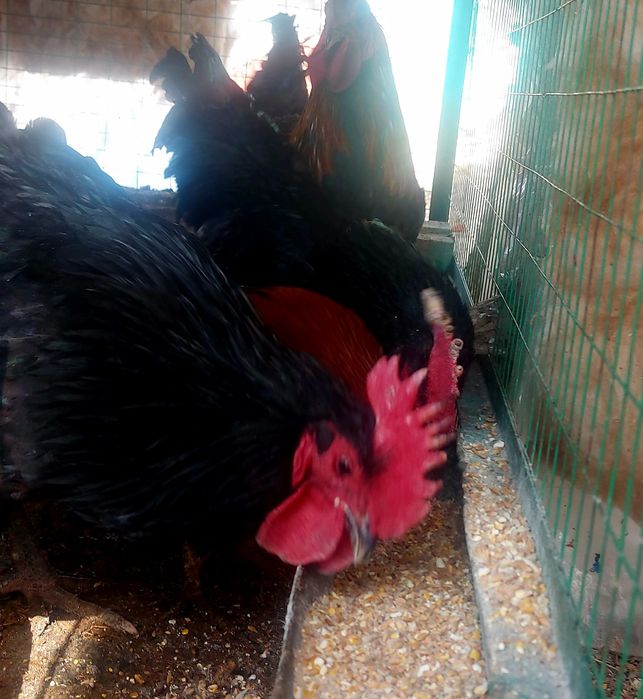 Продам красивых петухов