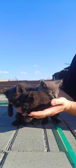 Отдам котят в хорошие руки!!!