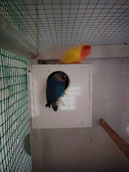 Nerazlushkalar. Неразлучники