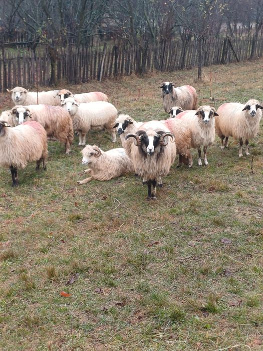 Vând oi bune de ținut