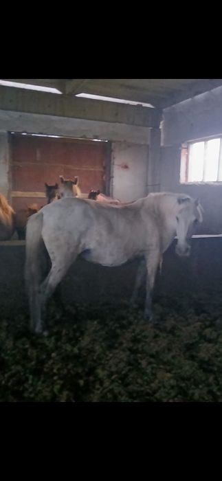 Продам кобылу . Бие сатылады.