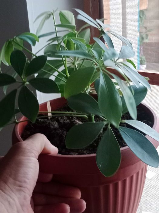 Домашние цветы разные