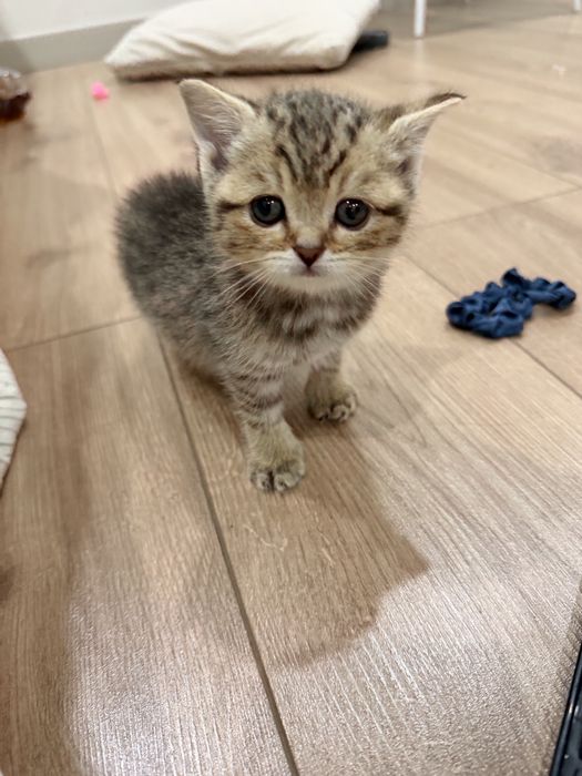 Котенок ищет дом