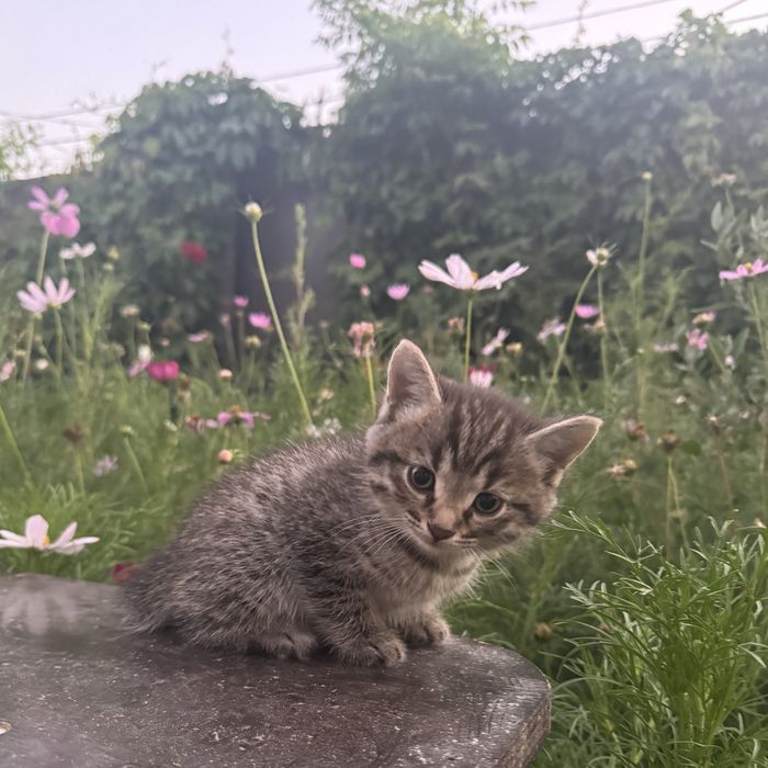 Отдам котят бесплатно.