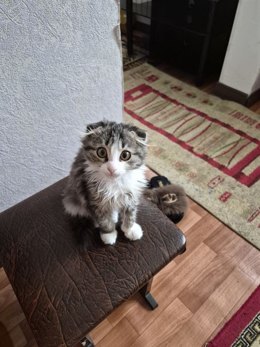 Продается есть 2 штук