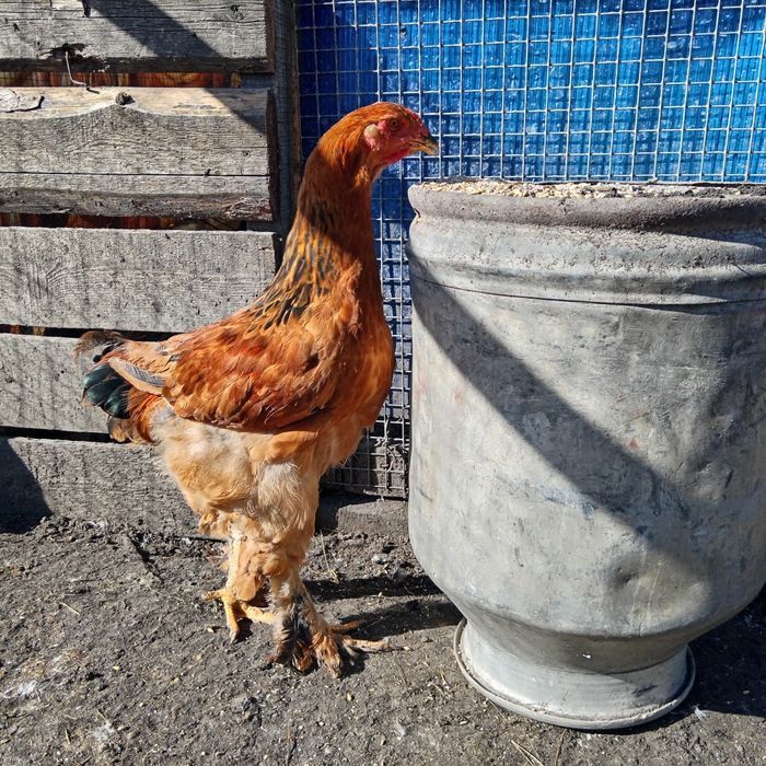 Продам петушков брама