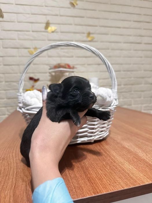 Шикарная принцесса чихуахуа щенок