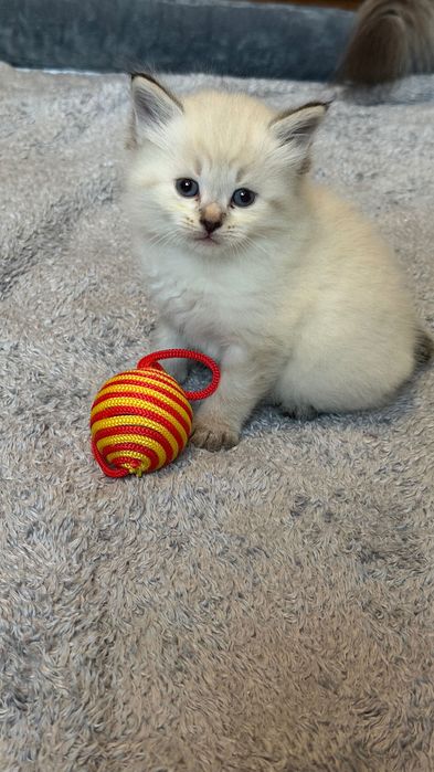 Котета сибирска нева маскарадна