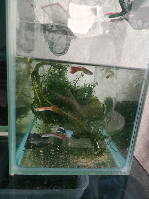 Аквариум с рыбки