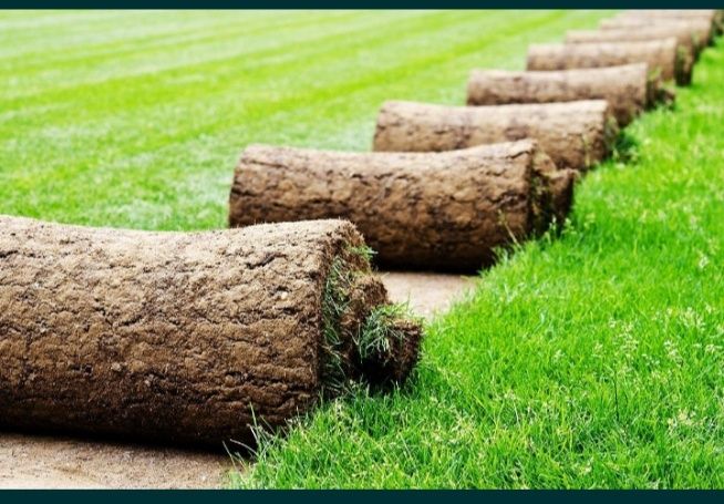 Gazon ruloni uruğ xam sepish landshaft dizayni xizmatlari