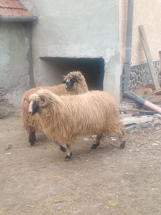 Vând berbecii țurcani buni