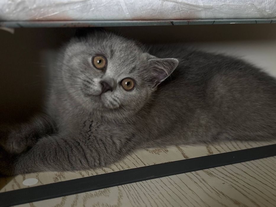 Милые, сладкие котята.