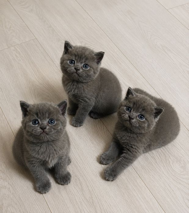Британские котята