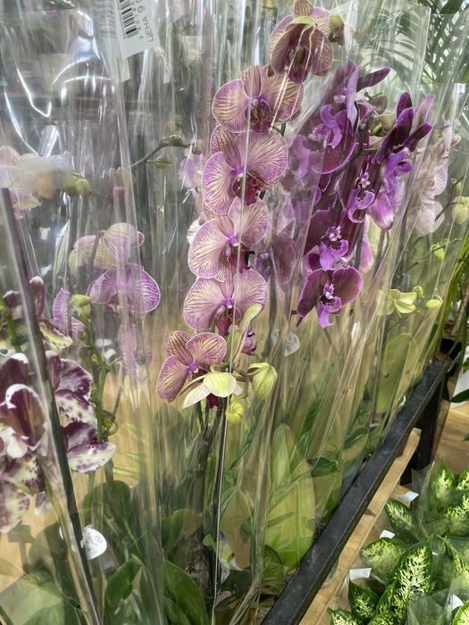 Красивая орхидея вместо букета