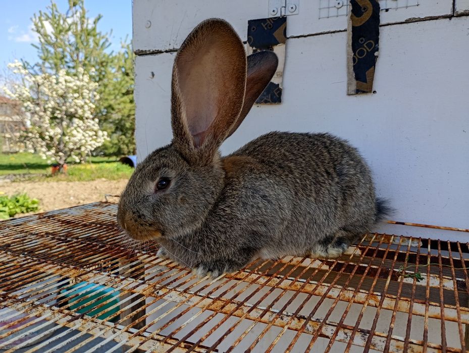Продавам белгийски великан