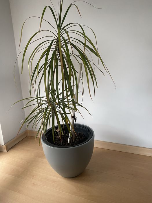 Драцени с включени в цената саксии