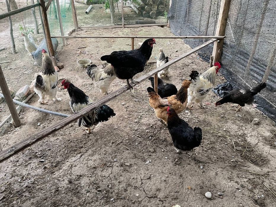 Tovuq va xôrozlar sotiladi