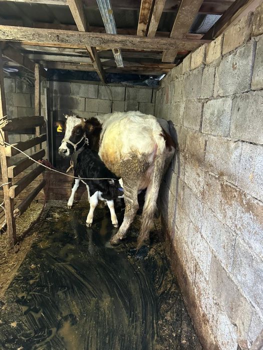 Животное /Сельхозживотное