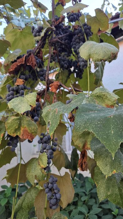 Struguri pentru vin