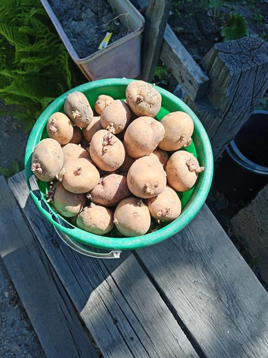 Продам семейную картошку