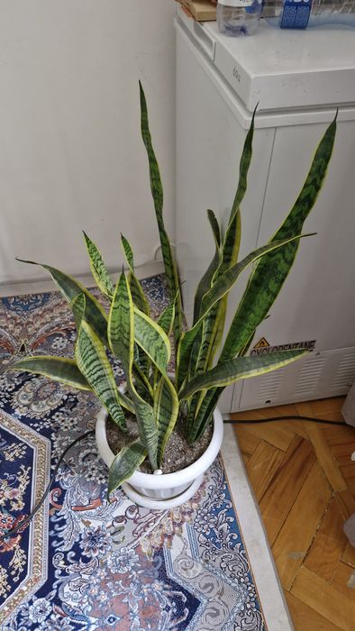 Комнатные цветы продам