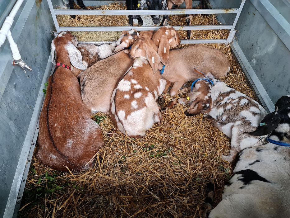 Transport animale vii