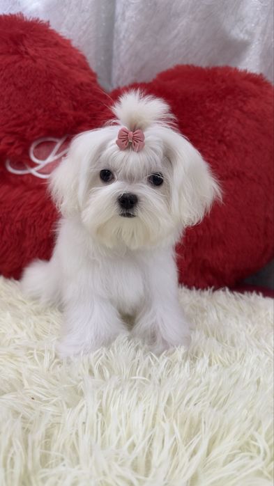 Супер девочка мальтезе  беби фейс