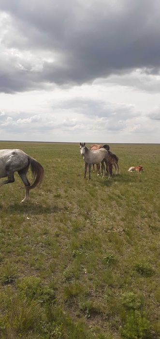 Жылқы сатамыз...