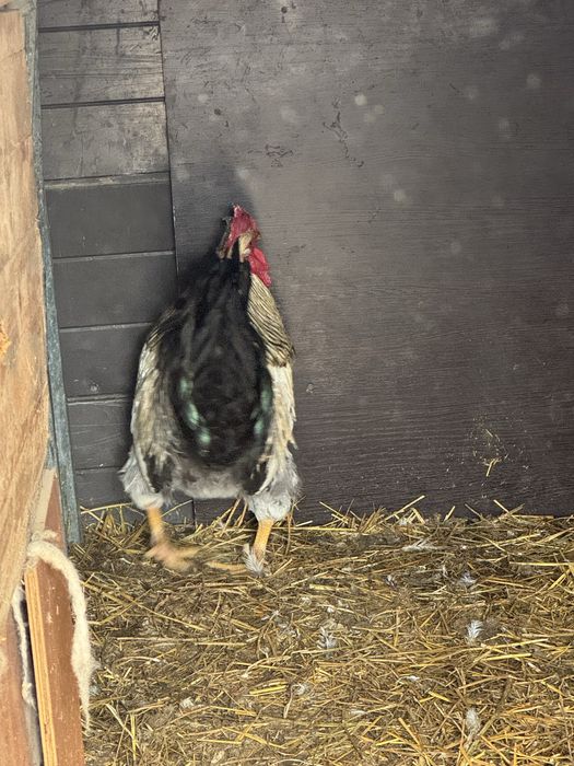 Продам петух