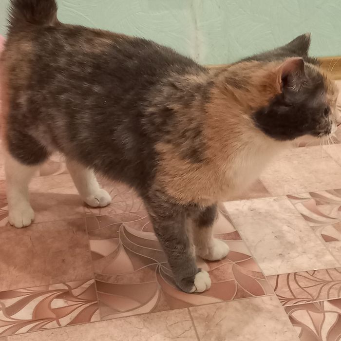 Кошка полупородистая стерилизованая