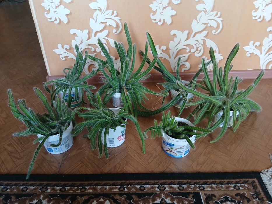 Цветы-денежное дерево