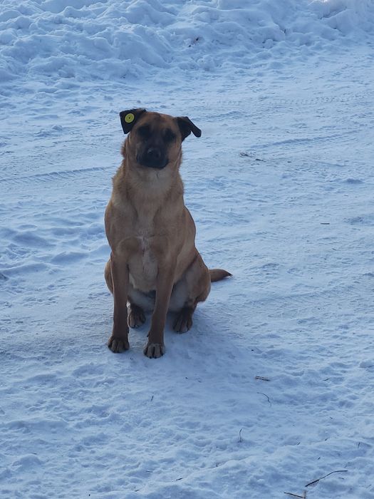 Пристраиваются в добрые ручки
