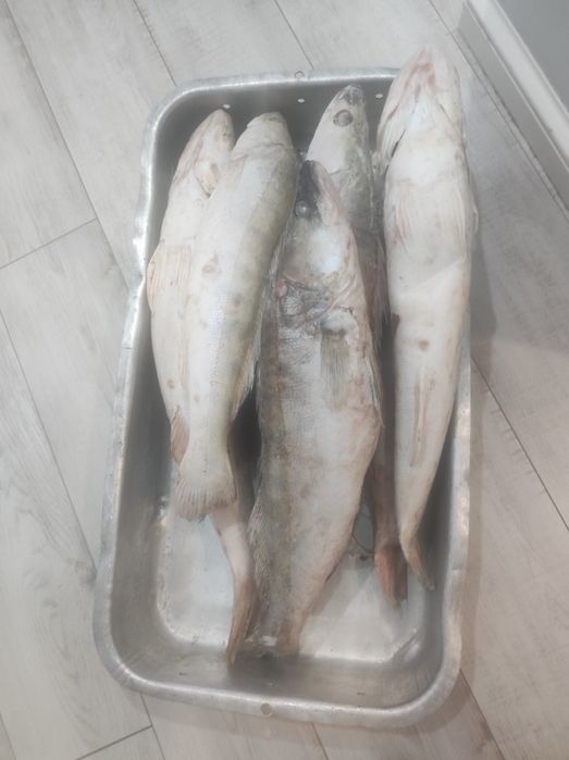 Судак,филе судака