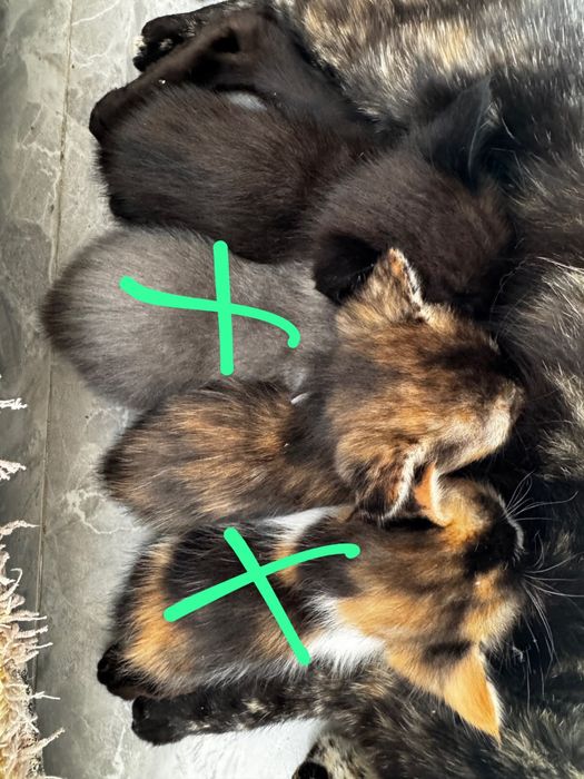 Котенок котята бесплатно кот кошка