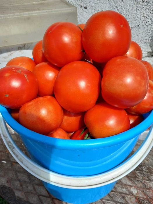 продам   помидоры   домашние .
