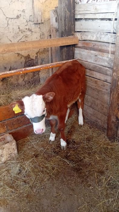 Шұғыл!!! Еркек бұзау 2,5 ай бағасы 180 000 теңге