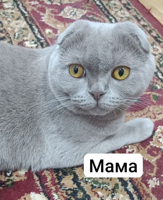 Котята от правильной вязки