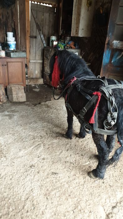 Poneii(armasar)de vanzare