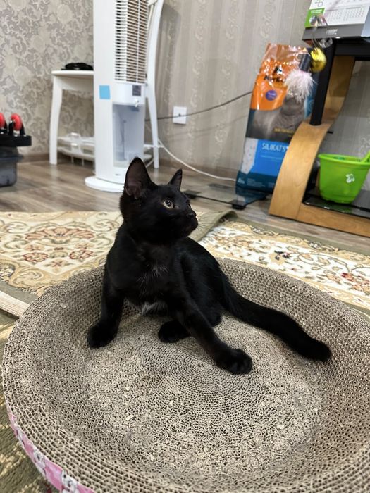 Котенок мальчик 3 месяца