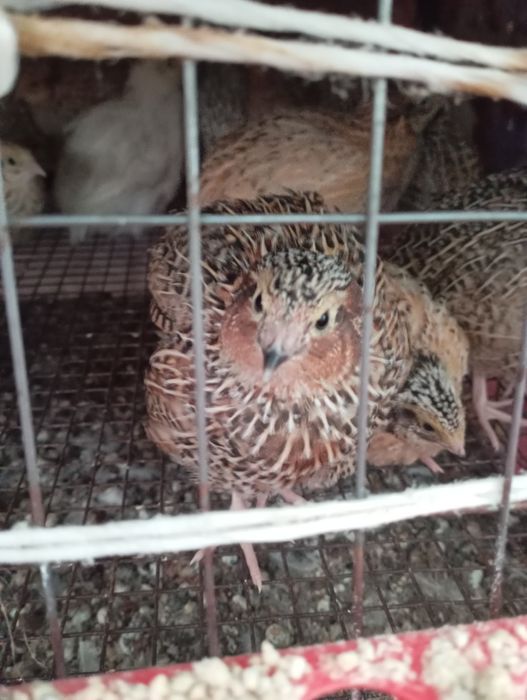 Проются перепелки