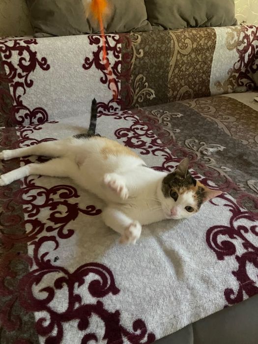 Кошечку в добрые руки