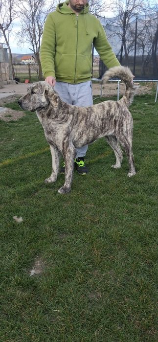 Femela ciobanesc de asia centrala cu pedigree