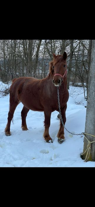 Schimb iapa cu vaca cu vitel