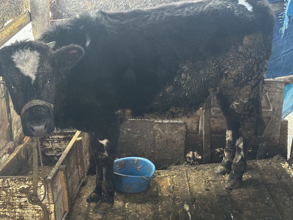 Қашар (тана) 1.5 жасар