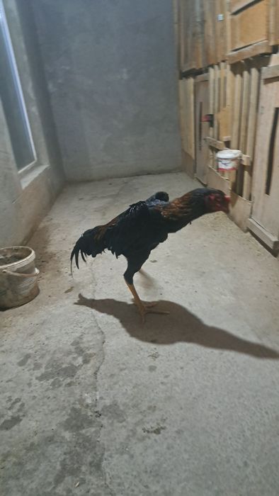 Бойцовый петухи дакан